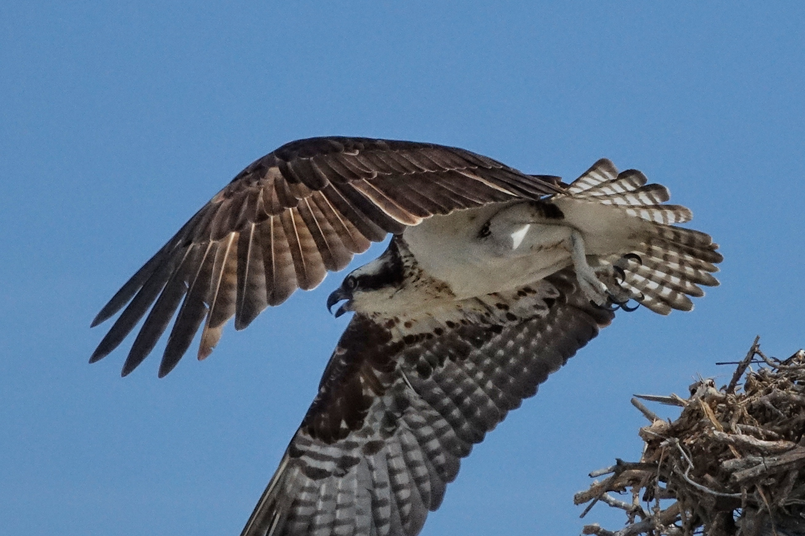 Rapace décollant de son nid